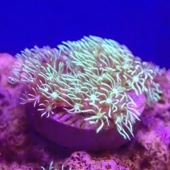 沖縄県石垣産 スターポリプ メタリックグリーンの画像
