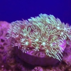 沖縄県石垣産 スターポリプ メタリックグリーンの画像