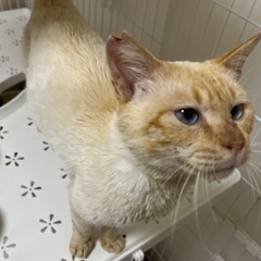 強くて優しいボス猫の男の子