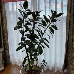 観葉植物･ゴムの木🌳