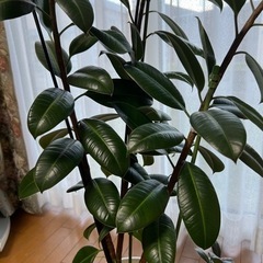 観葉植物･ゴムの木🌳の画像