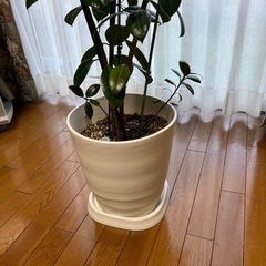 観葉植物･ゴムの木🌳の画像