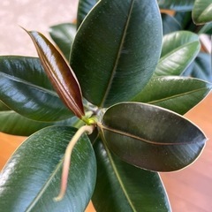観葉植物･ゴムの木🌳の画像