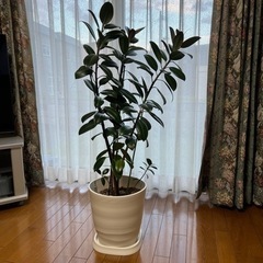 観葉植物･ゴムの木🌳の画像