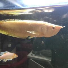 アルビノシルバーアロワナなど熱帯魚