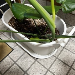 観葉植物･モンステラの画像