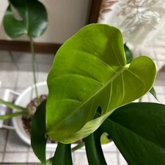 観葉植物･モンステラの画像