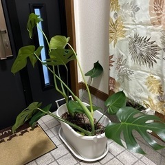 観葉植物･モンステラ