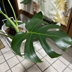 観葉植物･モンステラの画像