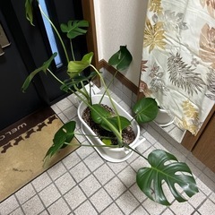 観葉植物･モンステラの画像