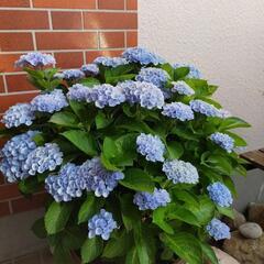 ※値下げ※　アジサイ　もうすぐ咲きます　紫陽花　　苗木