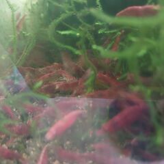 レッドファイアーチェリーシュリンプの画像