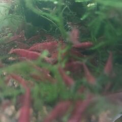 レッドファイアーチェリーシュリンプの画像