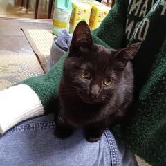 黒猫