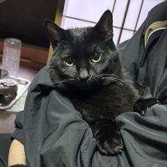 クリクリ目玉の黒猫