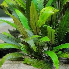 (水草 ３株)クリプトコリネ・ウェンティ