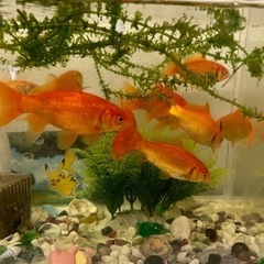 金魚の画像