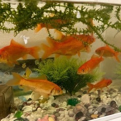 金魚の画像