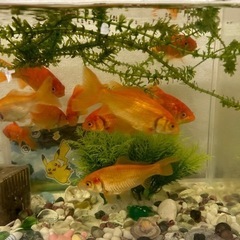 金魚の画像
