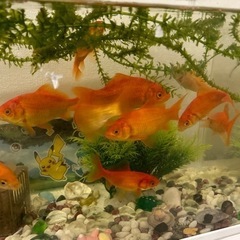 金魚の画像