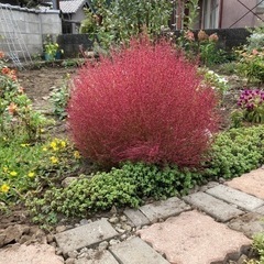 お話し中【無料】コキアの苗 差し上げますの画像