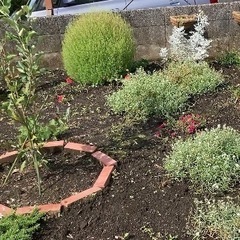 お話し中【無料】コキアの苗 差し上げますの画像