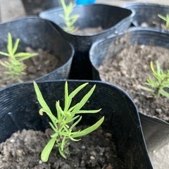 お話し中【無料】コキアの苗 差し上げます