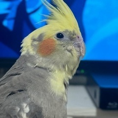 里親を募集しております