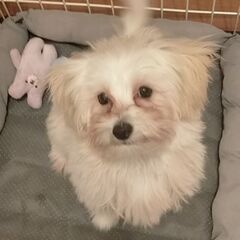 里親様決まりました