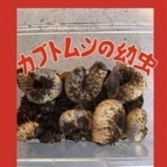 ★カブトムシの幼虫★