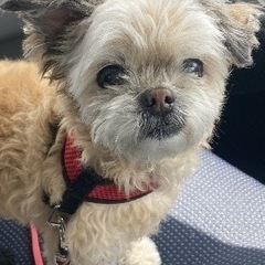 チワワとシーズーの、MIX犬