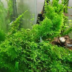 【水草】サムライモス　１０gの画像