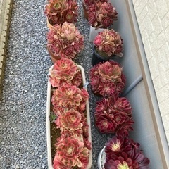 生活雑貨 家庭用品 ガーデニング