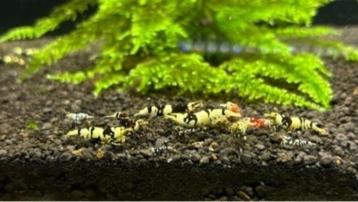 黒太極（タイガービー）♂11︎︎ ♀10稚エビ10以上計30匹以上