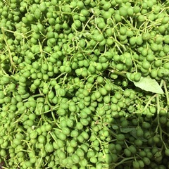 実山椒　無消毒、無肥料の朝倉山椒