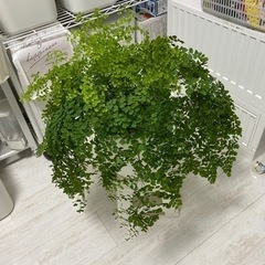 商談中　ガーデニング　アジアンタム
