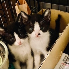 1ヶ月トムキャット兄弟