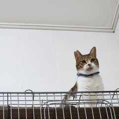 お喋りで天然な、猫に優しい、５才の去勢済男の子。