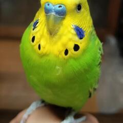迷子のセキセイインコを探しています