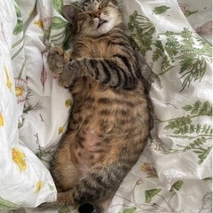 キジトラ　ゴロゴロ猫