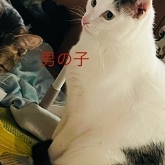 里親さん募集中です。