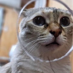 仔猫に負けない可愛さを持ってます！！