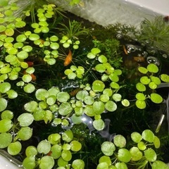 熱帯魚 プラティ たくさん