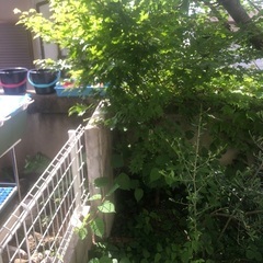 庭に生えている楓の樹（まだ若い木です）の画像