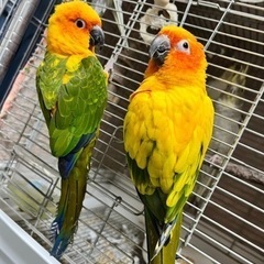 コガネメキシコインコ レジンヘアゴム カラーのみ ヨウム レジン