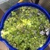 ランキングキーワードに紐づく投稿画像-メダカ