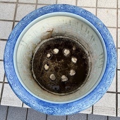 大きめの火鉢　メダカ　金魚の画像