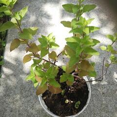 強くて育てやすいハーブ　オレガノ　1ポット　
