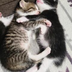 【募集休止中】仔猫里親募集(3匹)