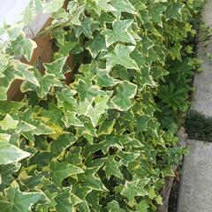 ヘデラ　鉢付き　の画像